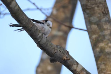 The long-tailed tit (Aegithalos caudatus japonicus), also named long-tailed bushtit, is a common bird found throughout Europe and the Palearctic. This photo was taken in Hokkaido, Japan.
