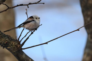 The long-tailed tit (Aegithalos caudatus japonicus), also named long-tailed bushtit, is a common bird found throughout Europe and the Palearctic. This photo was taken in Hokkaido, Japan.