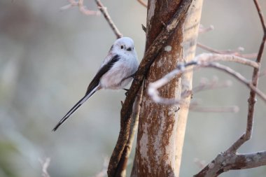 The long-tailed tit (Aegithalos caudatus japonicus), also named long-tailed bushtit, is a common bird found throughout Europe and the Palearctic. This photo was taken in Hokkaido, Japan.