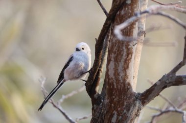 The long-tailed tit (Aegithalos caudatus japonicus), also named long-tailed bushtit, is a common bird found throughout Europe and the Palearctic. This photo was taken in Hokkaido, Japan.