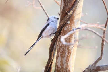 The long-tailed tit (Aegithalos caudatus japonicus), also named long-tailed bushtit, is a common bird found throughout Europe and the Palearctic. This photo was taken in Hokkaido, Japan.
