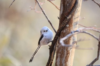 The long-tailed tit (Aegithalos caudatus japonicus), also named long-tailed bushtit, is a common bird found throughout Europe and the Palearctic. This photo was taken in Hokkaido, Japan.