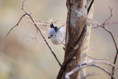 The long-tailed tit (Aegithalos caudatus japonicus), also named long-tailed bushtit, is a common bird found throughout Europe and the Palearctic. This photo was taken in Hokkaido, Japan.