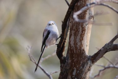 The long-tailed tit (Aegithalos caudatus japonicus), also named long-tailed bushtit, is a common bird found throughout Europe and the Palearctic. This photo was taken in Hokkaido, Japan.