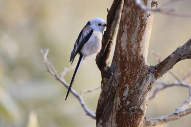 The long-tailed tit (Aegithalos caudatus japonicus), also named long-tailed bushtit, is a common bird found throughout Europe and the Palearctic. This photo was taken in Hokkaido, Japan.