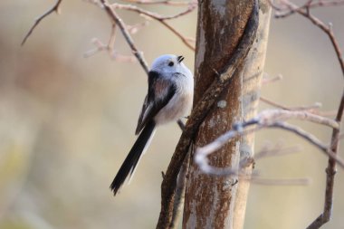The long-tailed tit (Aegithalos caudatus japonicus), also named long-tailed bushtit, is a common bird found throughout Europe and the Palearctic. This photo was taken in Hokkaido, Japan.