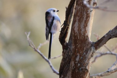 The long-tailed tit (Aegithalos caudatus japonicus), also named long-tailed bushtit, is a common bird found throughout Europe and the Palearctic. This photo was taken in Hokkaido, Japan.