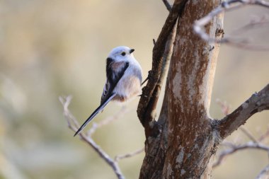 The long-tailed tit (Aegithalos caudatus japonicus), also named long-tailed bushtit, is a common bird found throughout Europe and the Palearctic. This photo was taken in Hokkaido, Japan.