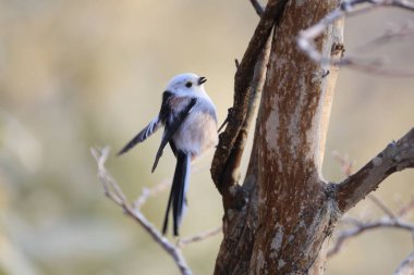 The long-tailed tit (Aegithalos caudatus japonicus), also named long-tailed bushtit, is a common bird found throughout Europe and the Palearctic. This photo was taken in Hokkaido, Japan.