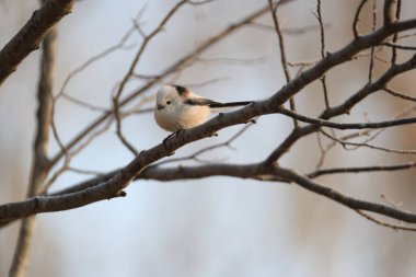 The long-tailed tit (Aegithalos caudatus japonicus), also named long-tailed bushtit, is a common bird found throughout Europe and the Palearctic. This photo was taken in Hokkaido, Japan.