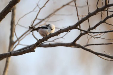 The long-tailed tit (Aegithalos caudatus japonicus), also named long-tailed bushtit, is a common bird found throughout Europe and the Palearctic. This photo was taken in Hokkaido, Japan.