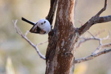 The long-tailed tit (Aegithalos caudatus japonicus), also named long-tailed bushtit, is a common bird found throughout Europe and the Palearctic. This photo was taken in Hokkaido, Japan.