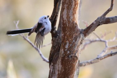 The long-tailed tit (Aegithalos caudatus japonicus), also named long-tailed bushtit, is a common bird found throughout Europe and the Palearctic. This photo was taken in Hokkaido, Japan.