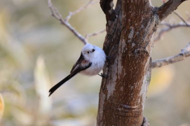 The long-tailed tit (Aegithalos caudatus japonicus), also named long-tailed bushtit, is a common bird found throughout Europe and the Palearctic. This photo was taken in Hokkaido, Japan.