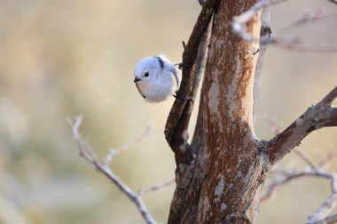 The long-tailed tit (Aegithalos caudatus japonicus), also named long-tailed bushtit, is a common bird found throughout Europe and the Palearctic. This photo was taken in Hokkaido, Japan.