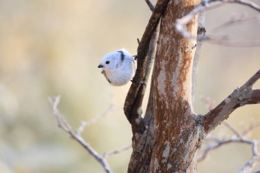 The long-tailed tit (Aegithalos caudatus japonicus), also named long-tailed bushtit, is a common bird found throughout Europe and the Palearctic. This photo was taken in Hokkaido, Japan.