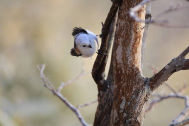 The long-tailed tit (Aegithalos caudatus japonicus), also named long-tailed bushtit, is a common bird found throughout Europe and the Palearctic. This photo was taken in Hokkaido, Japan.