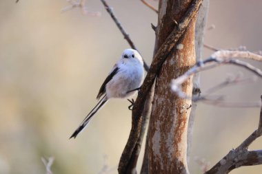 The long-tailed tit (Aegithalos caudatus japonicus), also named long-tailed bushtit, is a common bird found throughout Europe and the Palearctic. This photo was taken in Hokkaido, Japan.