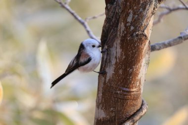 The long-tailed tit (Aegithalos caudatus japonicus), also named long-tailed bushtit, is a common bird found throughout Europe and the Palearctic. This photo was taken in Hokkaido, Japan.