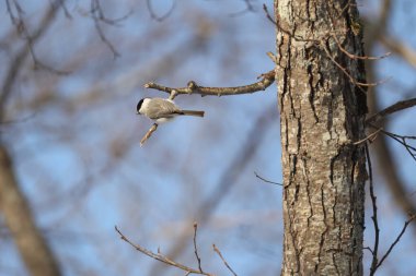 The willow tit (Poecile montanus restrictus ) is a passerine bird in the tit family, Paridae. This photo was taken in Hokkaido, Japan.
