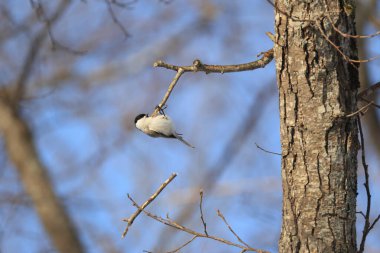 The willow tit (Poecile montanus restrictus ) is a passerine bird in the tit family, Paridae. This photo was taken in Hokkaido, Japan.