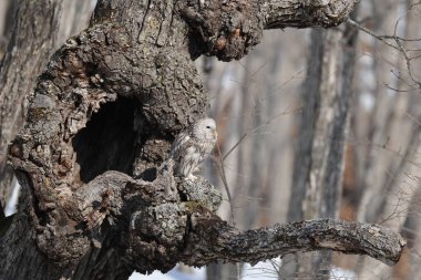 Ural baykuş (Strix uralensis japonica) büyük bir gece baykuşudur. Gerçek baykuş familyasının bir üyesidir, Strigidae. Bu fotoğraf Japonya, Hokkaido 'da çekildi..