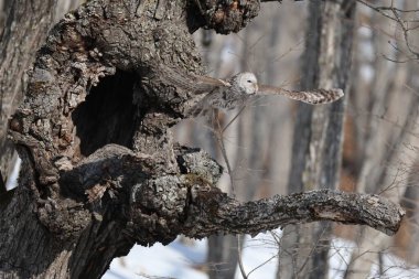 Ural baykuş (Strix uralensis japonica) büyük bir gece baykuşudur. Gerçek baykuş familyasının bir üyesidir, Strigidae. Bu fotoğraf Japonya, Hokkaido 'da çekildi..