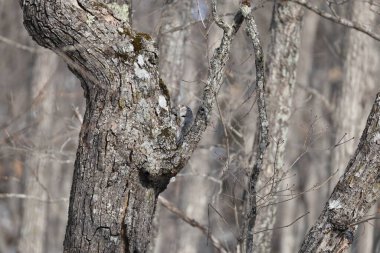 Ural baykuş (Strix uralensis japonica) büyük bir gece baykuşudur. Gerçek baykuş familyasının bir üyesidir, Strigidae. Bu fotoğraf Japonya, Hokkaido 'da çekildi..