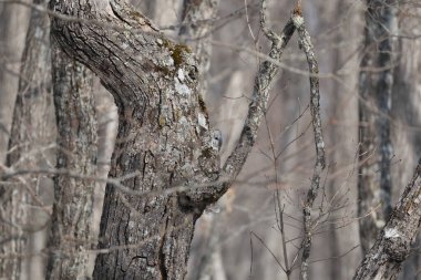 Ural baykuş (Strix uralensis japonica) büyük bir gece baykuşudur. Gerçek baykuş familyasının bir üyesidir, Strigidae. Bu fotoğraf Japonya, Hokkaido 'da çekildi..