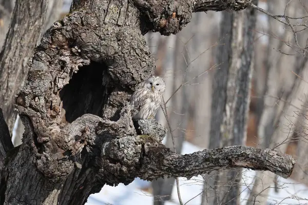 Ural baykuş (Strix uralensis japonica) büyük bir gece baykuşudur. Gerçek baykuş familyasının bir üyesidir, Strigidae. Bu fotoğraf Japonya, Hokkaido 'da çekildi..