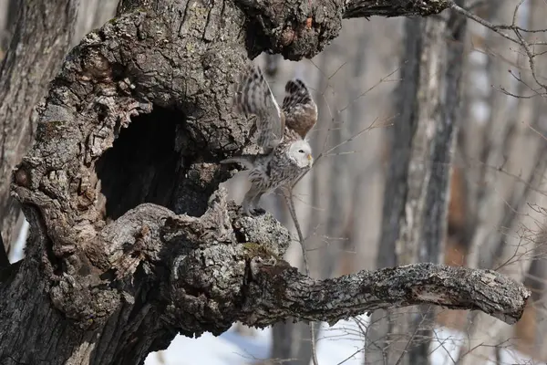 Ural baykuş (Strix uralensis japonica) büyük bir gece baykuşudur. Gerçek baykuş familyasının bir üyesidir, Strigidae. Bu fotoğraf Japonya, Hokkaido 'da çekildi..