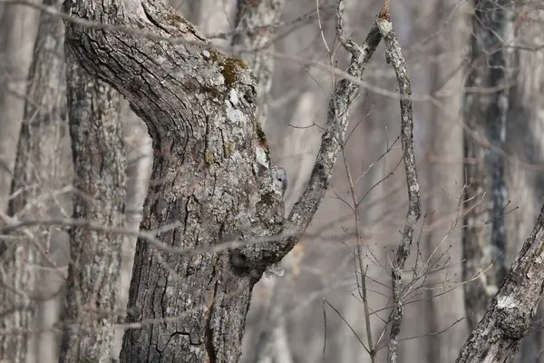 Ural baykuş (Strix uralensis japonica) büyük bir gece baykuşudur. Gerçek baykuş familyasının bir üyesidir, Strigidae. Bu fotoğraf Japonya, Hokkaido 'da çekildi..