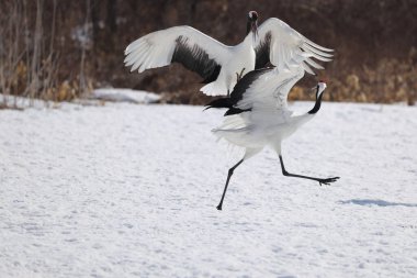 Kırmızı taçlı vinç (Grus japonensis), Japonya 'nın Hokkaido şehrinde bulunan Mançurya turnası olarak da bilinir.