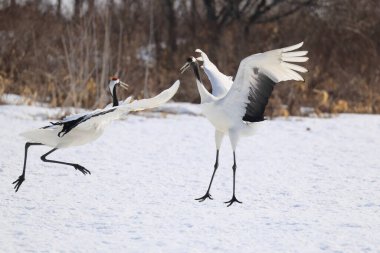 Kırmızı taçlı vinç (Grus japonensis), Japonya 'nın Hokkaido şehrinde bulunan Mançurya turnası olarak da bilinir.
