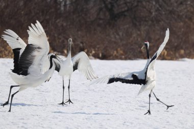 Kırmızı taçlı vinç (Grus japonensis), Japonya 'nın Hokkaido şehrinde bulunan Mançurya turnası olarak da bilinir.