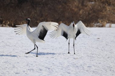 Kırmızı taçlı vinç (Grus japonensis), Japonya 'nın Hokkaido şehrinde bulunan Mançurya turnası olarak da bilinir.