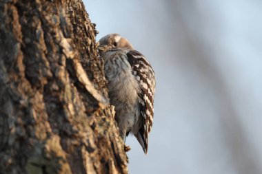Japon pigme ağaçkakanı (Dendrocopos kizuki seebohmi), ağaçkakangiller (Felidae) familyasından bir ağaçkakan türü. Bu fotoğraf Japonya, Hokkaido 'da çekildi..