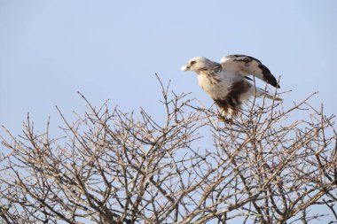 Japonya 'nın Hokkaido kentindeki kaba bacaklı şahin (Buteo lagopus menzbieri) ya da kaba bacaklı şahin (Avrupa).
