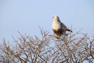 Japonya 'nın Hokkaido kentindeki kaba bacaklı şahin (Buteo lagopus menzbieri) ya da kaba bacaklı şahin (Avrupa).