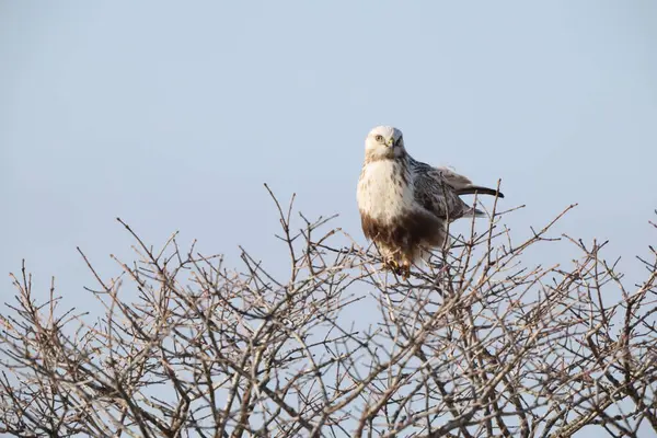 Japonya 'nın Hokkaido kentindeki kaba bacaklı şahin (Buteo lagopus menzbieri) ya da kaba bacaklı şahin (Avrupa).