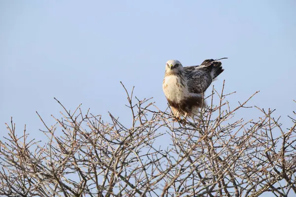 Japonya 'nın Hokkaido kentindeki kaba bacaklı şahin (Buteo lagopus menzbieri) ya da kaba bacaklı şahin (Avrupa).