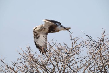 Japonya 'nın Hokkaido kentindeki kaba bacaklı şahin (Buteo lagopus menzbieri) ya da kaba bacaklı şahin (Avrupa).