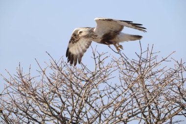 Japonya 'nın Hokkaido kentindeki kaba bacaklı şahin (Buteo lagopus menzbieri) ya da kaba bacaklı şahin (Avrupa).