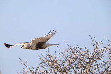 Japonya 'nın Hokkaido kentindeki kaba bacaklı şahin (Buteo lagopus menzbieri) ya da kaba bacaklı şahin (Avrupa).