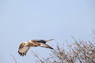 Japonya 'nın Hokkaido kentindeki kaba bacaklı şahin (Buteo lagopus menzbieri) ya da kaba bacaklı şahin (Avrupa).