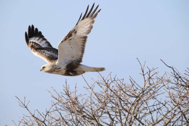 Japonya 'nın Hokkaido kentindeki kaba bacaklı şahin (Buteo lagopus menzbieri) ya da kaba bacaklı şahin (Avrupa).
