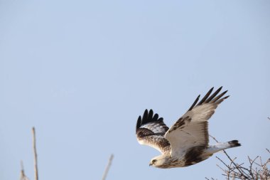 Japonya 'nın Hokkaido kentindeki kaba bacaklı şahin (Buteo lagopus menzbieri) ya da kaba bacaklı şahin (Avrupa).