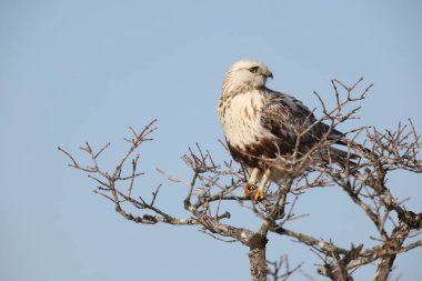 Japonya 'nın Hokkaido kentindeki kaba bacaklı şahin (Buteo lagopus menzbieri) ya da kaba bacaklı şahin (Avrupa).