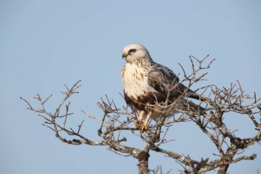 Japonya 'nın Hokkaido kentindeki kaba bacaklı şahin (Buteo lagopus menzbieri) ya da kaba bacaklı şahin (Avrupa).