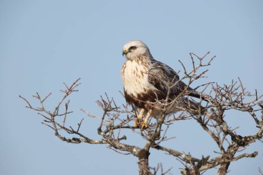 Japonya 'nın Hokkaido kentindeki kaba bacaklı şahin (Buteo lagopus menzbieri) ya da kaba bacaklı şahin (Avrupa).
